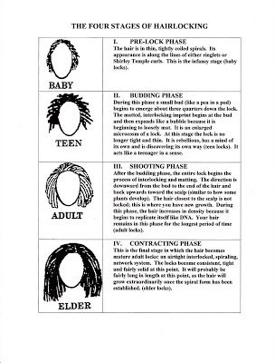 Almocado - Sisterlocks and Holistic Hair & Body Services: Sisterlocks Comparisons: Loc stages and changes Sisterlocks Styles, Sister Locs, Short Locs Hairstyles, Dreads Styles, Hair Cute, Goddess Locs, Pictures Hairstyles, Sisterlocks, Dreadlock Hairstyles