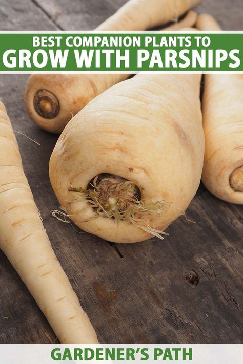 A close up vertical image of parsnips set on a wooden surface. To the top and bottom of the frame is green and white printed text. Growing Parsnips, Best Companion Plants, Kleiner Pool Design, Winter Vegetables Gardening, Backyard Design Ideas Budget, Vegetable Benefits, Dried Fruit Snacks, Starting A Vegetable Garden, Fruits For Kids