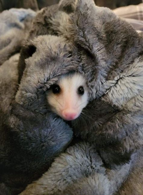 Baby Possum, Awesome Possum, Cute Rats, Pretty Animals, Silly Animals, Cute Animal Photos, Nalu, Cute Creatures, An Animal