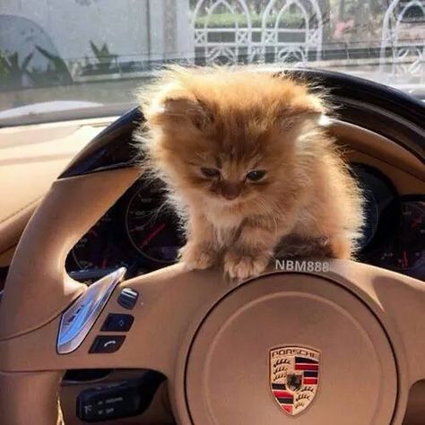 @tammyokhiria Big Widget, Dubai Fashionista, Terrence Loves You, Money Cat, Car Cat, Forced Perspective, Pretty Cars, Toy Cars, Cat Aesthetic