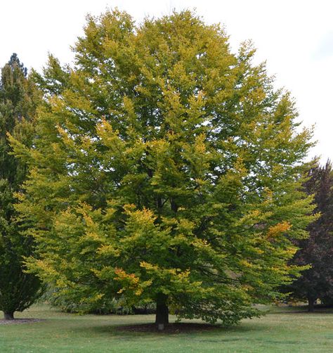 Fagus Sylvatica, Specimen Trees, Beech Tree, Ornamental Trees, Deciduous Trees, Garden Trees, Landscaping Plants, Breath Of Fresh Air, British Isles