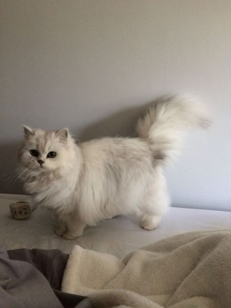 8 Cat Breeds You Can Totally Hide In Your Rental Gato Munchkin, Munchkin Cats, Fluffy Cats, Dream Pet, Munchkin Cat, Ragdoll Cats, Siberian Cat, Cats Photos, Pets 3