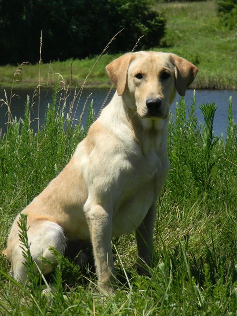 Chocolate labrador retriever puppy with yellow labrador retriever pictures 2016 a blue blanket Stock Photo. Labrador Retriever Quotes, Labrador Quotes, American Labrador, Labrador Puppy Training, Labrador Training, Labrador Facts, Labrador Retriever Puppy, Labrador Funny, Chocolate Labrador Retriever