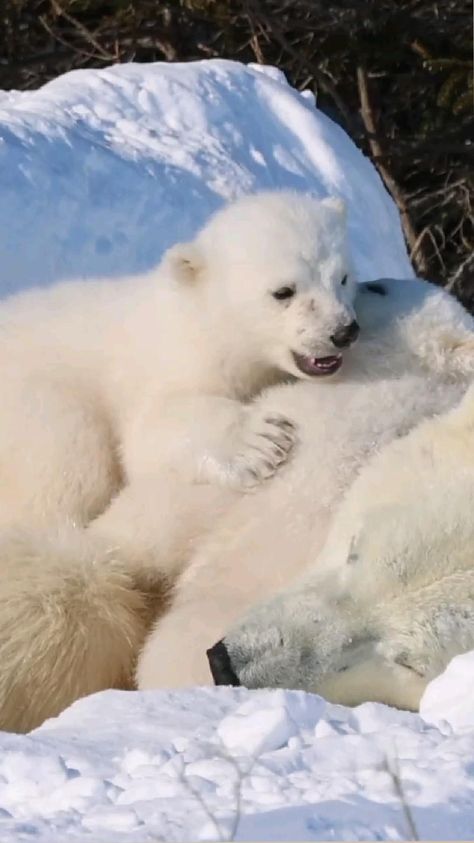 Polar Bear Video, Baby Exotic Animals, Polar Bear Hunting, Bear Video, Polar Bear Images, Baby Polar Bears, Wild Photography, Very Cute Puppies, White Polar Bear