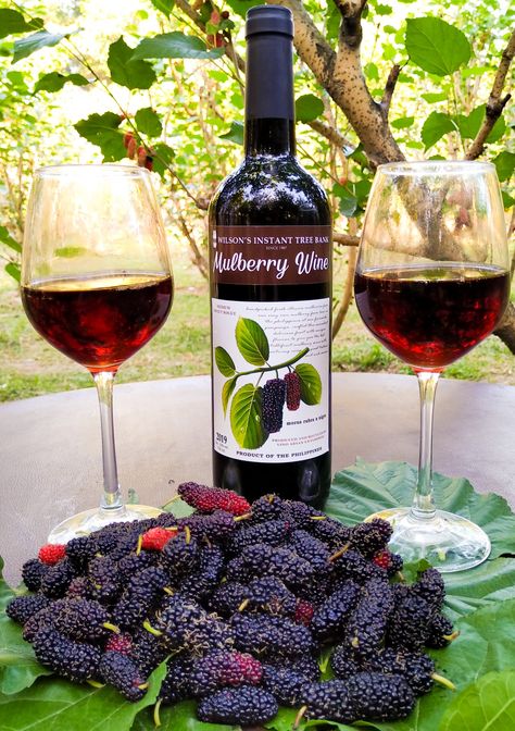 Wilson's Instant Tree Bank Mulberry Farm at City of San Fernando, Pampanga  in the Philippines. Now producing illinois mulberry red wine. San Fernando Pampanga, Mulberry Wine, Rashid Khan, Fluid Mechanics, Pantone Colors, Mulberry Tree, Pantone Color, The Philippines, Red Wine