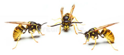 Wasp. Close-up of a live Yellow Jacket Wasp , #Affiliate, #Close, #Wasp, #live, #Jacket, #Yellow #ad Yellow Jacket Wasp, Yellow Jacket, Wasp, Stock Images, Stock Photos, Yellow