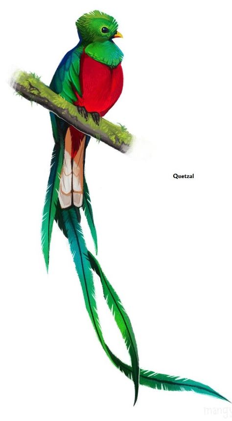 Quetzal Tattoo, Guatemalan Art, Jungle King, Fauna Illustration, Aztec Tattoo Designs, Forest Conservation, Jesus Drawings, Mayan Art, Aztec Tattoo