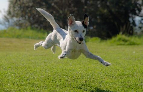 National Days Archives | Pet Plate White Dog Breeds, Dog Friendly Backyard, Lure Coursing, Jumping Dog, Sporting Dogs, Dog Images, Senior Dog, Golden Retrievers, White Dogs