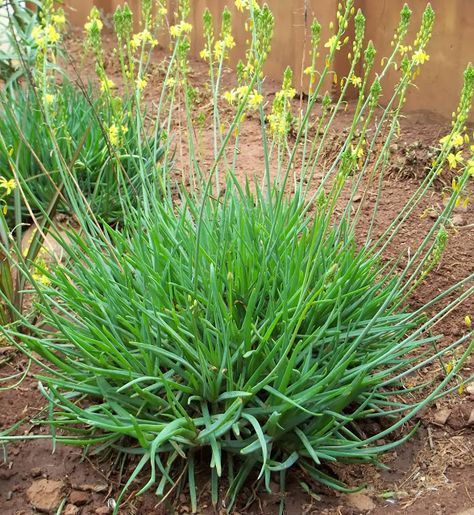 Gardening in Africa: Bulbinella (Bulbine frutescens) Bulbine Plant, Bulbine Frutescens, Lemon Trees, Waterwise Garden, Planting Design, Types Of Herbs, Healing Garden, Perennial Flowers, Gardening Flowers