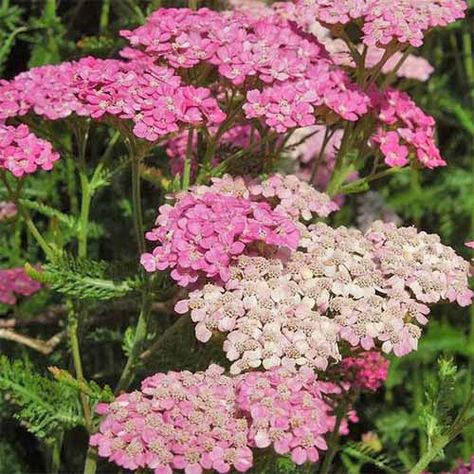 13 of the Best Yarrow Varieties for the Home Garden | Gardener’s Path Yarrow Plant, Pink Yarrow, Long Vase, Sun Loving Plants, Backyard Plants, Rusty Orange, Tea Garden, Heirloom Seeds, Perennial Garden