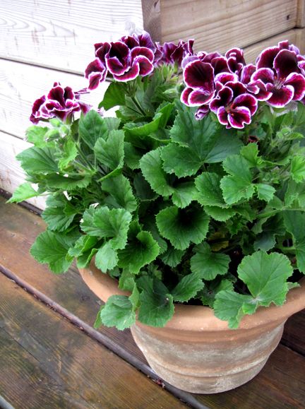 Geraniums In Pots, Martha Washington Geranium, Wild Geranium, Geranium Plant, Fall Planters, Container Gardening Vegetables, Garden Containers, Container Flowers, Succulents Garden