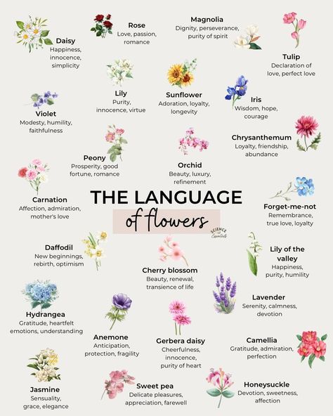 Holly | Essential Oil Education | Did you know that the sight and scent of certain flowers can influence how you feel? 🌻 The language of flowers, also known as… | Instagram Wildflowers And Their Meanings, Different Flowers And Their Meanings, Flower Meanings Chart, Flowers And Meanings, Flowers Meanings, Flowers Language, Meaningful Flowers, Flowers And Their Meanings, Flower Symbolism