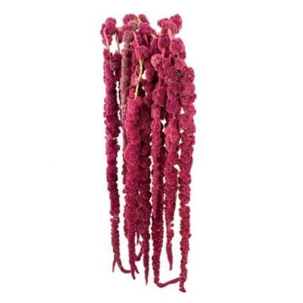 Amaranthus Flower, Hanging Amaranthus, Wholesale Flowers Wedding, Wedding Menu Template, Flower Care, Burgundy Flowers, Diy Brides, Wildflower Wedding, Wholesale Flowers