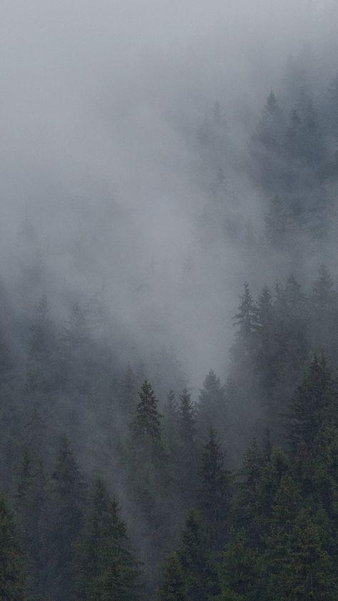 Rain, mist, fog, mountain, hill, forest, tree Minimalist Forest Wallpaper, Foggy Forest Mountain, Forest Fog Painting, Mist Aesthetic, Mist Mountain, Mist Wallpaper, Fog Mountain, Mist Forest, Foggy Trees