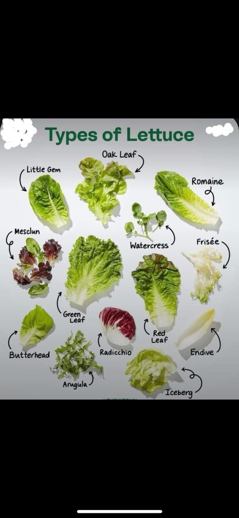 Different Types Of Lettuce, Red Lettuce, Types Of Lettuce, Organic Gardening Tips, Red Leaves, Watercress, Green Vegetables, Green Garden, Arugula