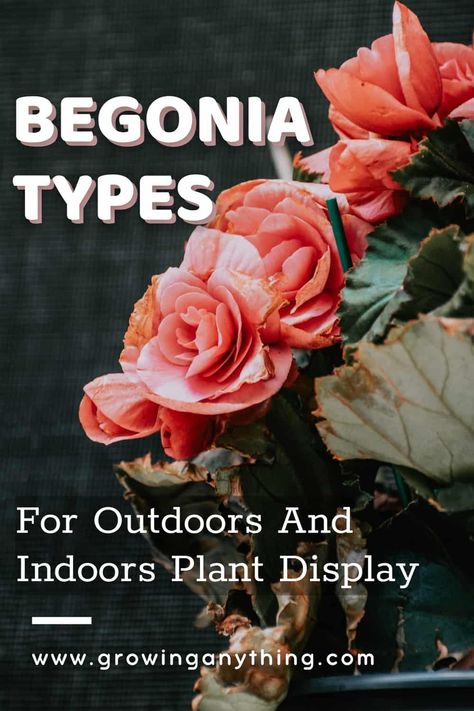 32 Begonia Types For Outdoors and Indoors Plant Display 2024 Begonia Indoors Houseplant, How To Care For Begonias, Begonia Types, Types Of Begonias Plants, Different Types Of Begonias, Begonia Species, Begonia Grandis, Colorful Plants, Low Maintenance Plants