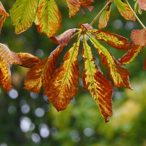 Horse Chestnut Leaves (Russell J, 2014) Chestnut Leaf, Horse Chestnut Leaves, Horses Chestnut, Chestnut Horse Jumping, Germany Poland, Dark Chestnut Horse, Chestnut Horse Photography, Horse Chestnut, Horse Dressage