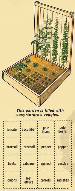 Plantarea Legumelor, نباتات منزلية, Starting A Vegetable Garden, Grow Vegetables, Square Foot Gardening, Yard And Garden, Garden Bed, Garden Layout, Veggie Garden