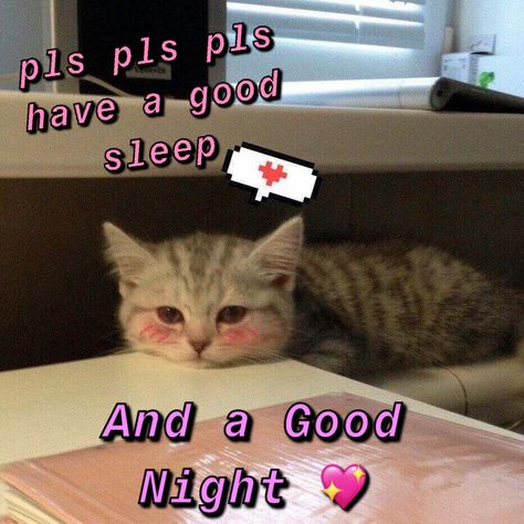 Are You Asleep Yet, Good Night Love Memes, Gn Cat Pic, Goodnight Mood Pics, Gn Reaction Pic, Goodnight Cat Images, Goodnight Reaction Pic, Cute Memes For Him, Gn Pic