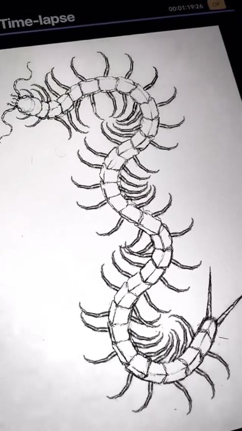 Creepy Centipede Drawing, Millipede Tattoo Design, Centipede Drawing Reference, Centipede Photography, Centepide Tattoo Drawing, Centipede Embroidery, Centapeid Tattoo Design, Kaneki Centipede Tattoo, Centipede Tattoo Design