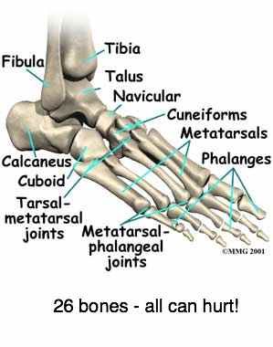 ANKLE JOINT PAIN complex joints causing a lot of misery. Hallux Rigidus, Anatomy Bones, Basic Anatomy And Physiology, Human Body Anatomy, Medical Facts, Medical School Studying, Nursing School Notes, Muscle Anatomy, Human Anatomy And Physiology