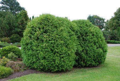 Globe Arborvitae Arborvitae Landscaping, Globe Arborvitae, Ground Covering, Hardwood Lumber, Winter Plants, Agave Plant, Magnolia Trees, Flowering Vines, Types Of Soil