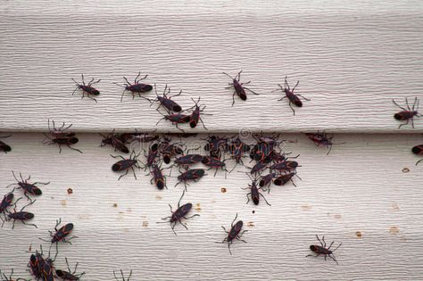 Box Elder Bug Infestation on House. Swarm of box elder bugs gather on house sidi , #AFF, #Infestation, #House, #Swarm, #Box, #Elder #ad Box Elder Bugs, Water Bug, Insect House, Bug Infestation, Photography Boxes, Box Elder, About Water, Peppermint Tea, Under My Skin