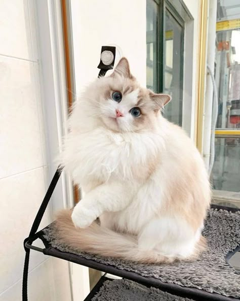 Cat Playground Outdoor, Ragdoll Kittens, Beautiful Cats Pictures, Cat Playground, Söt Katt, Gorgeous Cats, Beautiful Cat Breeds, Most Beautiful Cat Breeds, Scottish Fold