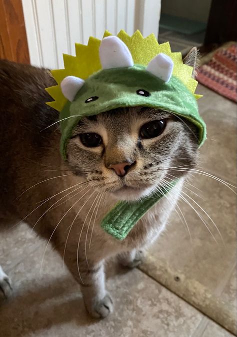 Cat wearing Dino hat Cat Dinosaur Costume, Cat In Dinosaur Costume, Cat And Dinosaur, Dinosaur Pfp, Silly Dinosaur, Cat In Costume, Funny Videos Of Cats, Dinosaur Meme, Cats In Costumes