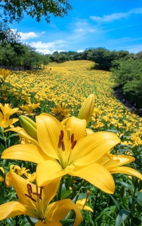 Field Of Lilies, Lilium Flower, Painting Inspo, Lily Flower, Flower Field, Love Flowers, Amazing Flowers, Live Life, Yellow Flowers