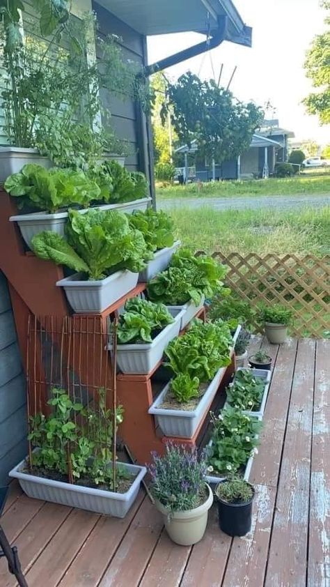 Small Garden Ideas Vegetable, Indoor Gardening Diy, Apartment Vegetable Garden, Balcony Gardens, Diy Home Garden, Edible Gardening, Small Balcony Garden, Small Vegetable Gardens, Vegetable Garden Diy