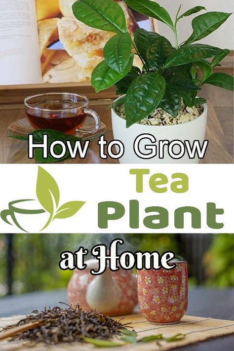 How To Dry Tea Leaves, How To Grow Tea, Growing Tea, Herbal Tea Garden, Tea Blends Recipes, Spice Garden, Tea Plant, Growing Greens, Herbal Teas Recipes