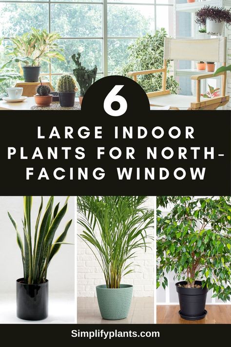 "6 large houseplants, best indoor plants for low light, tall indoor plants, 
indoor plants for dark rooms, indoor plants for north-facing windows, low 
light indoor trees" Plants North Facing Window, North Facing Apartment, North Window Indoor Plants, North Facing Window Plants, Bay Window With Plants, Big Indoor Plants, Kitchen Bay Window, North Facing House, Large Indoor Plants