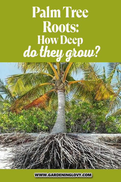 Palm trees are very important accessories to areas where the temperatures and climates are predominantly hot and dry. In this post, we provide information on the possible damages and potential side effects that the growth of the queen palm tree roots system has and give you tips on how to overcome them for good along with the below points. Jelly Palm Tree, Palm Tree Garden Ideas, Queen Palm Tree, Palm Tree Care, Palm Tree Types, Queen Palm, Madagascar Palm, Palm Trees Landscaping, Tree Borders