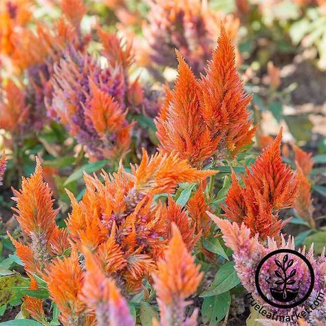 A denizen of hot, well-drained gardens, celosia offers a kaleidoscopic array of colors and flower styles. From fan-shaped flowers to colorful plumes straight from a Dr. Seuss story, you’re sure to find one just for you. Learn how to care for this flower for all-season color now. #celosia #flowergardens #gardenerspath Celosia Flower, Landscaping Trees, Plant Covers, Covered Garden, Cut Flower Garden, Plant Ideas, Flower Gardens, Annual Flowers, Seed Company