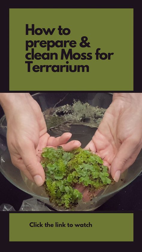 Mossarium Moss Terrarium, Open Terrarium Ideas Diy, Lichen Terrarium, Moss Terrarium Ideas, Terrarium Setup, Bowl Terrarium, Moss Bowl, Closed Terrarium Plants, Moss Gardens