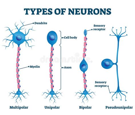 Types Of Neurons, Nervous System Anatomy, Learn Biology, Psychology Notes, Study Biology, Medicine Studies, Basic Anatomy And Physiology, Nurse Study Notes, Biology Facts