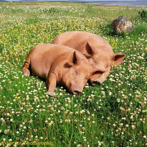 Sleeping pigs in clover and grass Pig Sleeping, Grass Photo, Soccer Balls, Primates, Pigs, The Year, Fox, Sleep, Band