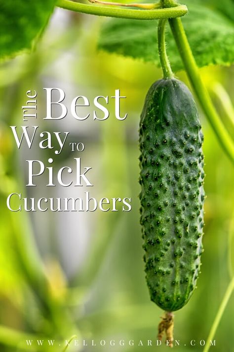 When To Pick Cucumbers, Garden Cucumbers, Cucumber Gardening, Cucumber Varieties, Gardening Tricks, Miracle Grow, From Farm To Table, Allotment Gardening, Growing Cucumbers