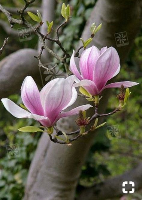 Saucer Magnolia, Tulip Magnolia, Magnolia Flowers, Flowers Blooming, Magnolia Trees, Garden Photography, Magnolia Flower, Flowering Trees, Exotic Flowers