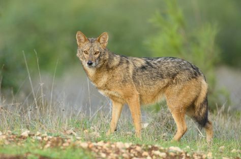 Golden jackals, like this one (Canis aureus) in Israel, diverged from wolves and coyotes 600,000 years earlier than African golden wolves did, new research shows. (Eyal Cohen) Golden Jackal, Types Of Wolves, Mexican Wolf, Ethiopian Wolf, Dingo Dog, Golden Wolf, Wild Dogs, Wolf Dog, Guard Dogs