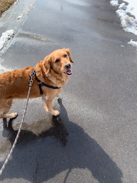 Walking Golden Retriever Aesthetic, Aesthetic Golden Retriever, Walking A Dog, Fridge Photos, Dogs Aesthetic, Vision Board Pics, Bio Ig, Dog Aesthetic, Dog Happy