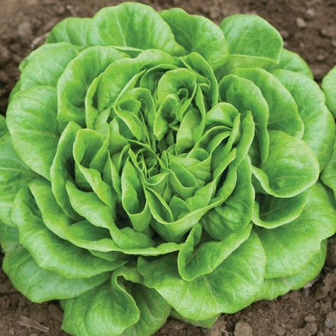 Salanova® Green Butter Hydroponic Lettuce, Green Butter, Lettuce Seeds, Head Of Lettuce, Hydroponic Growing, Overwintering, Lettuce Leaves, Backyard Lighting, Organic Seeds