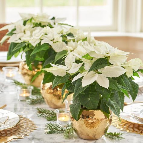 Poinsettia Wedding, Picture Wedding Centerpieces, Poinsettia Centerpiece, Christmas Wedding Centerpieces, White Poinsettia, Poinsettia Plant, White Flower Farm, Christmas Table Centerpieces, Winter Wedding Decorations