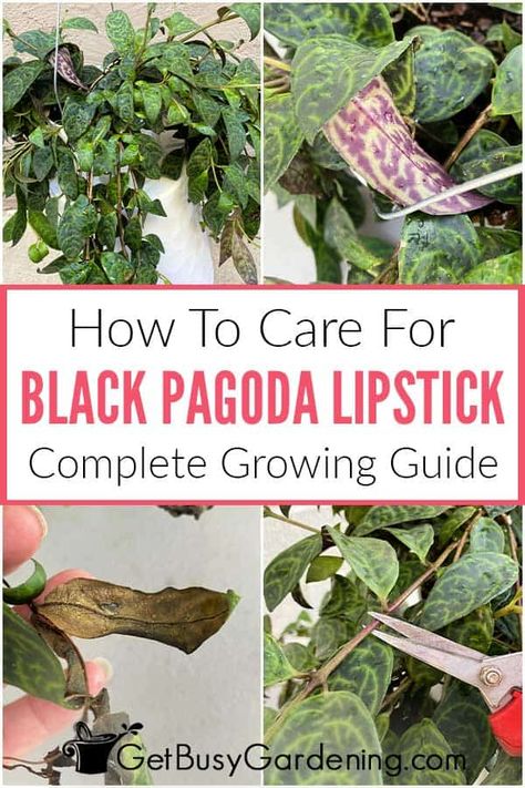 For anyone wanting to learn how to care for black pagoda lipstick plants, this detailed guide will help you get started. You’ll learn everything you need to know, from how much sun and water they need, to which fertilizers, soil, and containers they’ll do best with. Discover the ins and outs of black pagoda lipstick plant propagation, when to prune them, and how to manage pests and discoloration. You’ll soon be confident that you can take care of your Aeschynanthus ‘Black Pagoda’ like a pro. Lipstick Black Pagoda, Black Pagoda Lipstick Plant Care, Lipstick Plant Propagation, Lipstick Plant Houseplant, Lipstick Plant Care, Black Pagoda Lipstick Plant, Plant Witch, Lipstick Plant, Plants Aesthetic