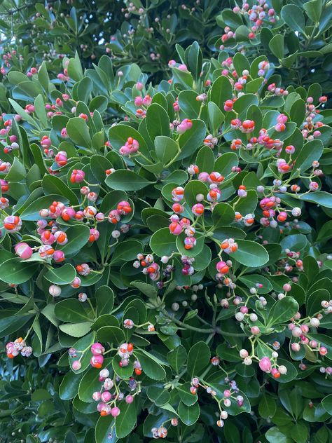 Evergreen Flowering Plants, Japanese Euonymus, Euonymus Shrub, Shrubs For Borders, Euonymus Japonicus, Shrubs For Landscaping, Landscaping Shrubs, Winter Shrubs, Plant Inspiration