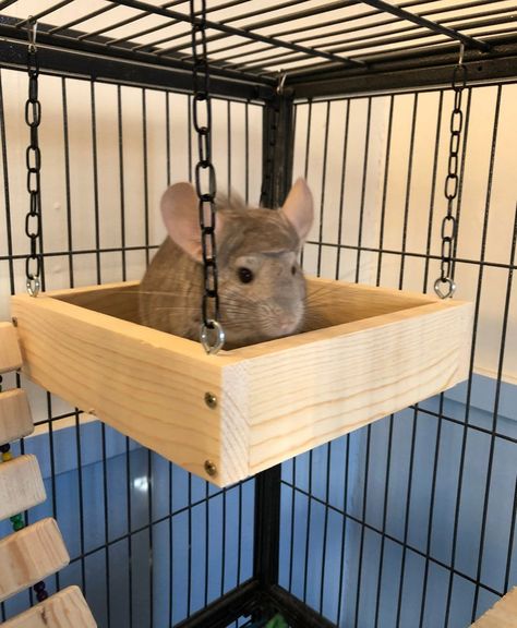 Diy Chinchilla Cage Accessories, Chinchilla Cage Ideas Diy, Chinchilla Cage Ideas, Diy Chinchilla Toys, Diy Rat Toys, Chinchilla Care, Chinchilla Cute, Chinchilla Toys, Chinchilla Pet