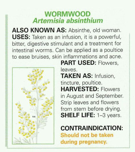 Worm Wood Herb Benefits, Wormwood Benefits, Living Holistically, Poison Path, Astral Energy, Botanical Medicine, Herb Magic, Magical Flowers, Earth Healing