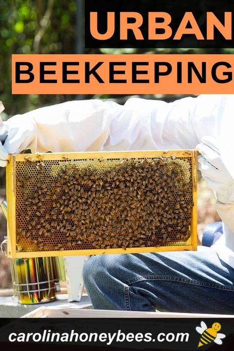 What is Urban beekeeping? Keeping a few beehives in a town or city setting is an attainable goal for many new beekeepers. It does require some special consideration of factors that affect safety. Honey Bee Farming, Feeding Bees, Keeping Bees, Urban Beekeeping, Raising Bees, Backyard Beekeeping, Victory Garden, Homestead Living, A Town