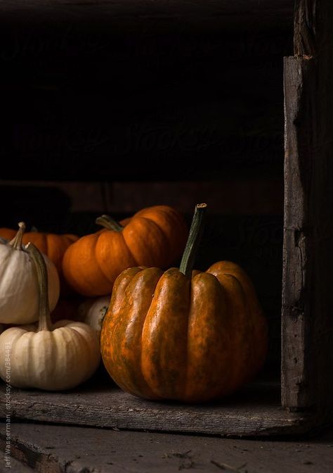 Pumpkin Photography, Witch Hazel Toner, Fruit Photography, Still Life Photos, Pumpkin Art, Foto Art, Autumn Beauty, Stock Photography Free, Autumn Aesthetic